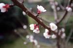 nel mio giardino oggi è fiorito l'albero di albicocche